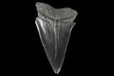 Fossil Mako Shark Tooth - Georgia #75101-1